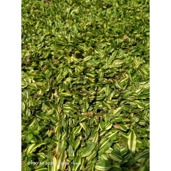 Jual rumput gajah mini parigata | Shopee Indonesia