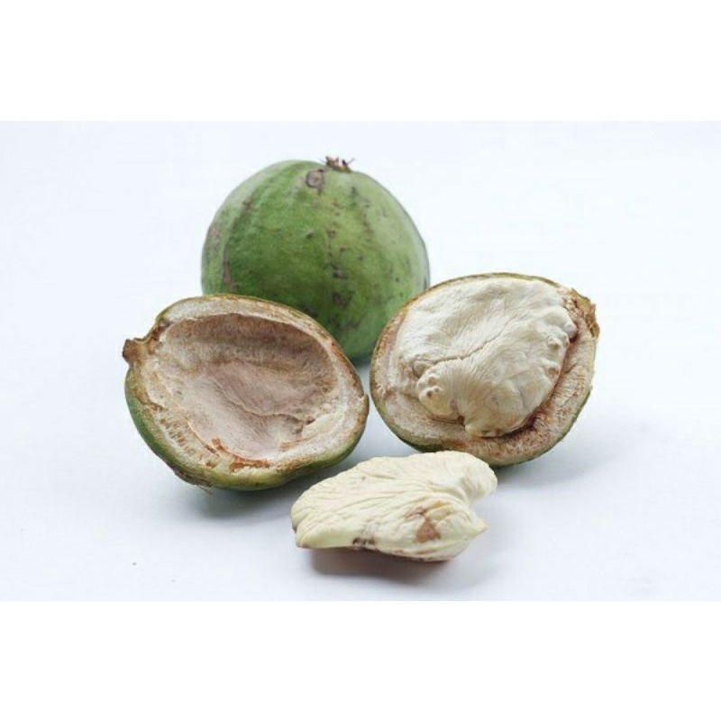 Jual Buah Gayam Buah Langka Bibit Gayam | Shopee Indonesia