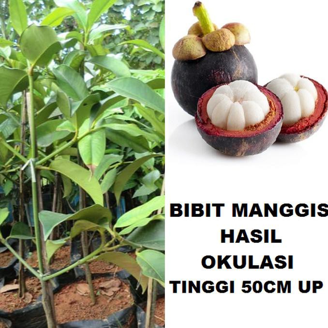 Jual Produk Ready Bibit Tanaman Pohon Manggis Okulasi Bibit Manggis