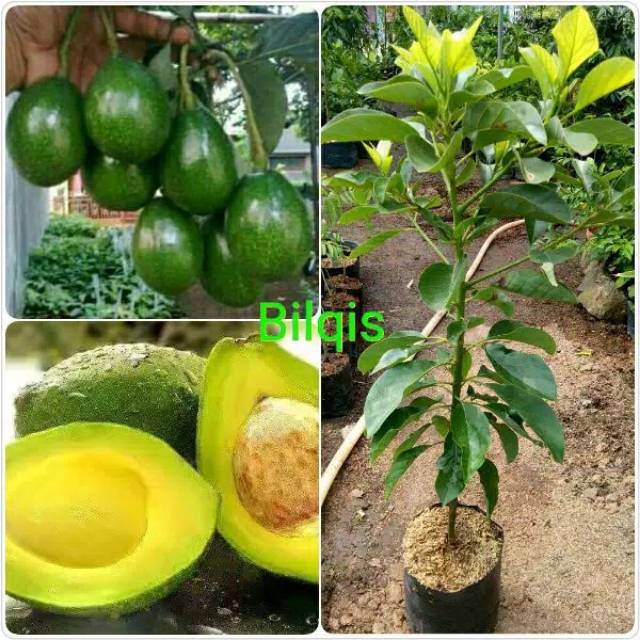 Jual Bibit Buah Alpukat Aligator Mentega Super Jumbo 1 Meter Bibit