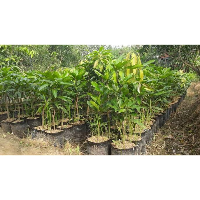 Jual Bibit Tanaman Buah Mangga Namdokmai Golden Unggul f1l | Shopee ...