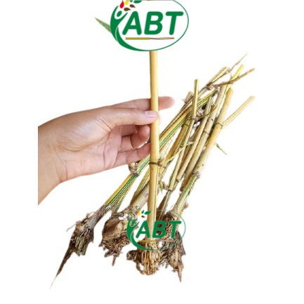 Jual BIBIT BAMBU KUNING mini | Shopee Indonesia