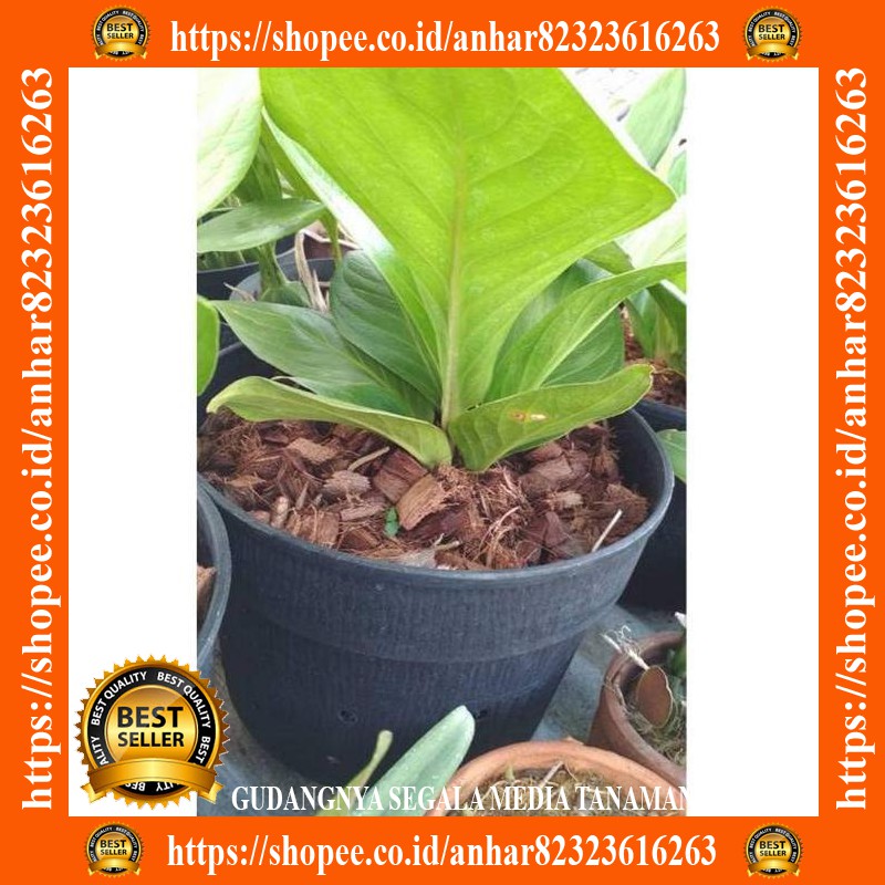 Media tanam aglonema media tanam anggrek 1kg aN