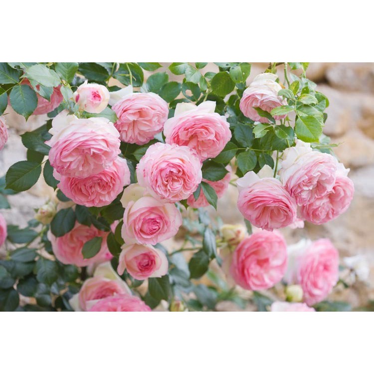 Jual Mawar Rambat Pink | Shopee Indonesia