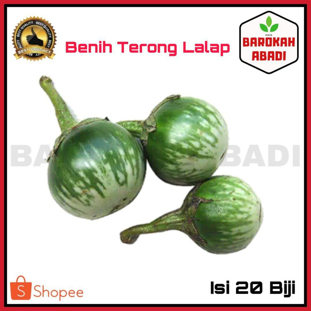 Jual 50 Benih Terong Lalap Bulat Hijau Kenari Sayuran Bibit Tanaman