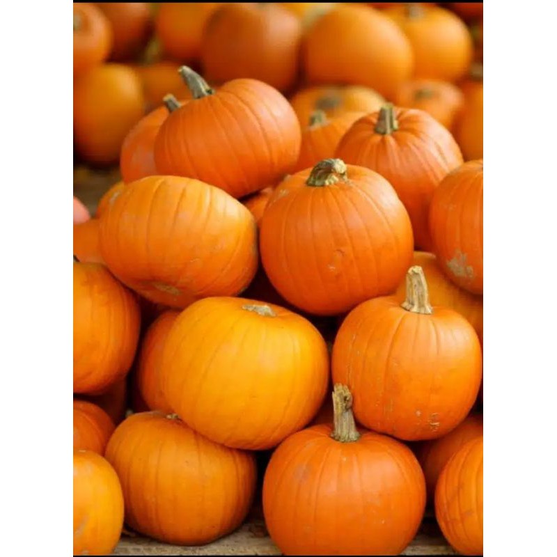 Jual • TERLARIS • BIBIT LABU KABOCHA / GOLDEN MAMA 35 / BISI / KEMASAN ...