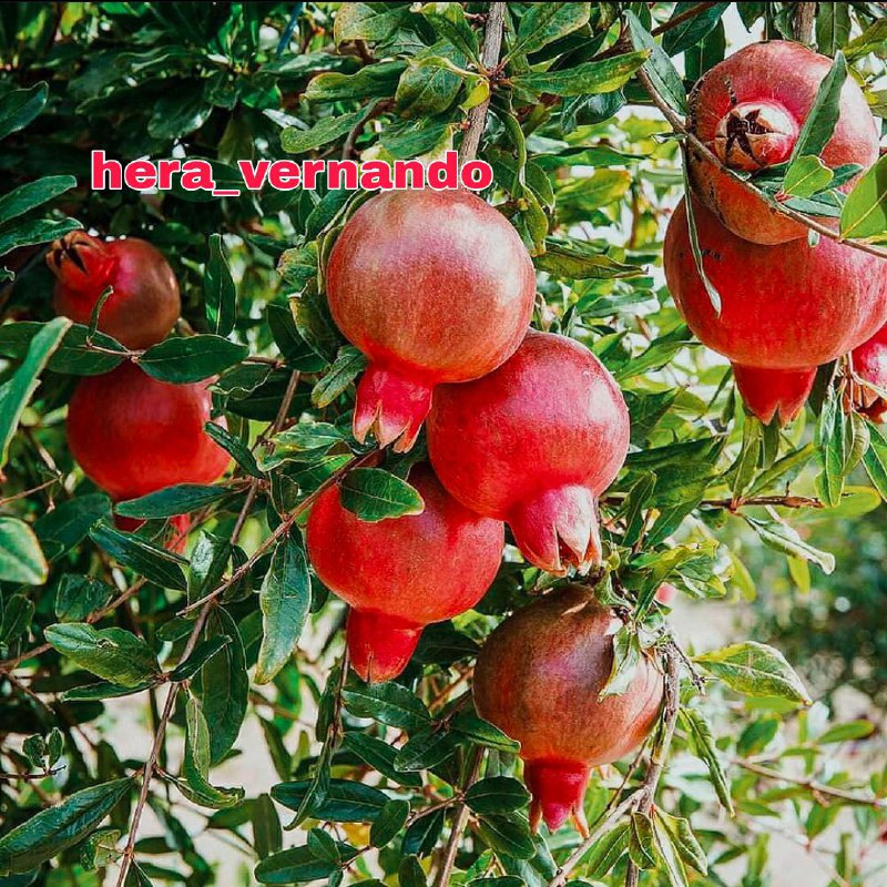 Bibit Delima Merah Jumbo Kondisi Berbunga