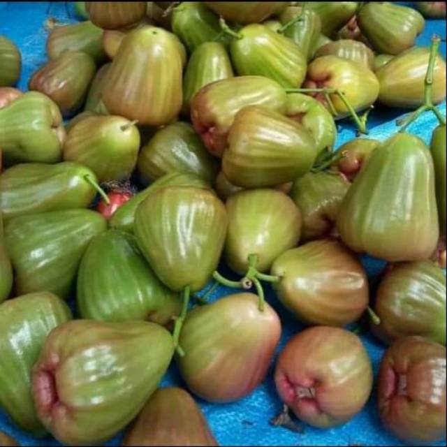 Jual Buah Jambu Air Air Hijau Semarang Manis Shopee Indonesia