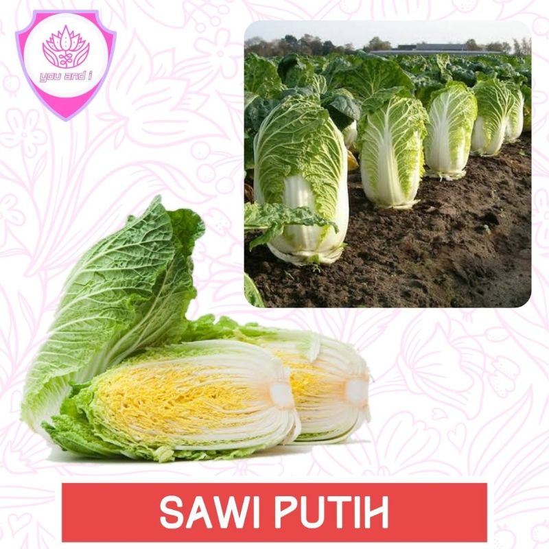 Jual Sawi Putih [isi 12] Benih Chinese Cabbage F1 Biji Sayur Shopee