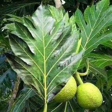 Jual Daun Sukun Segar 1Kg Untuk Obat Daun Timbul | Shopee Indonesia