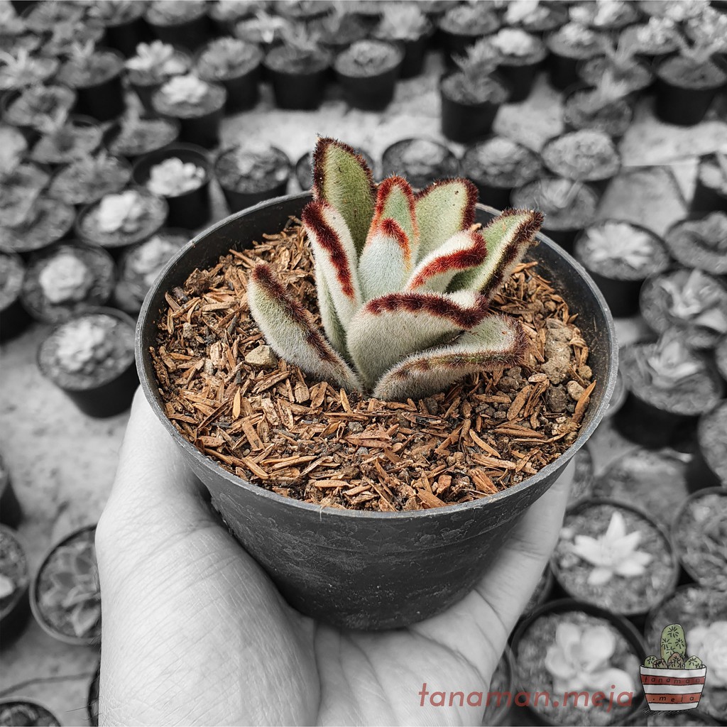 Jual Tanaman Hias Hidup - Kaktus dan Sukulen (Kalanchoe Tomentosa