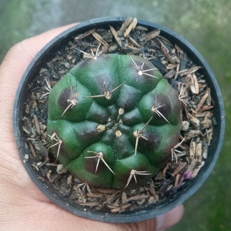 Jual Gymno Damsii Ungu | Shopee Indonesia