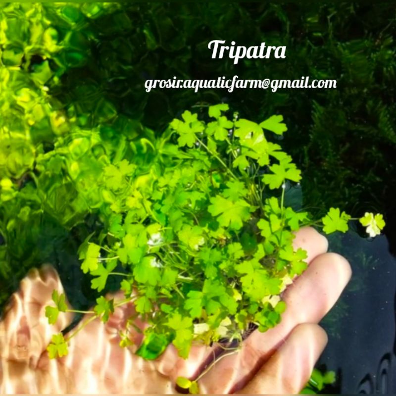 Jual hidrocotyle Tripatra media wabikusa tanaman aquascape hiasan ...