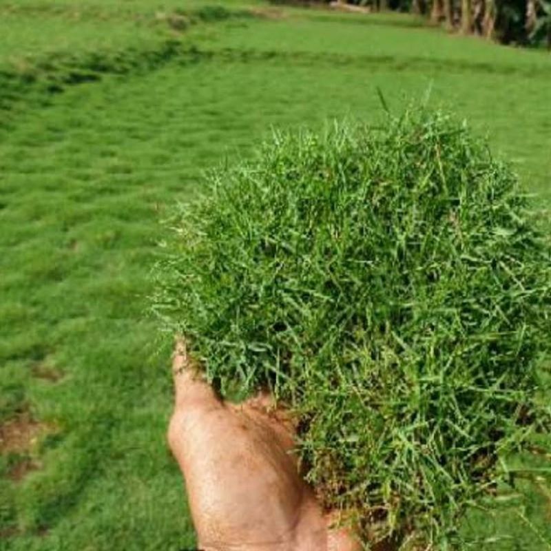 Jual rumput jepang segar per satu lempeng/ keping | Shopee Indonesia