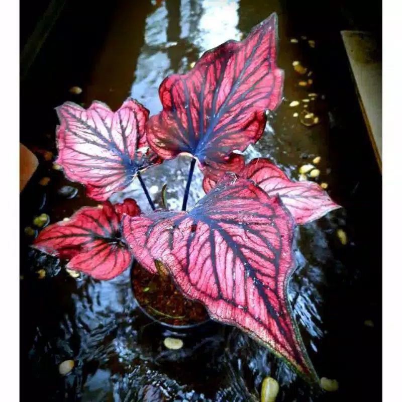 Jual caladium infinity red // hanya bonggol // beli 4 free 1 | Shopee ...
