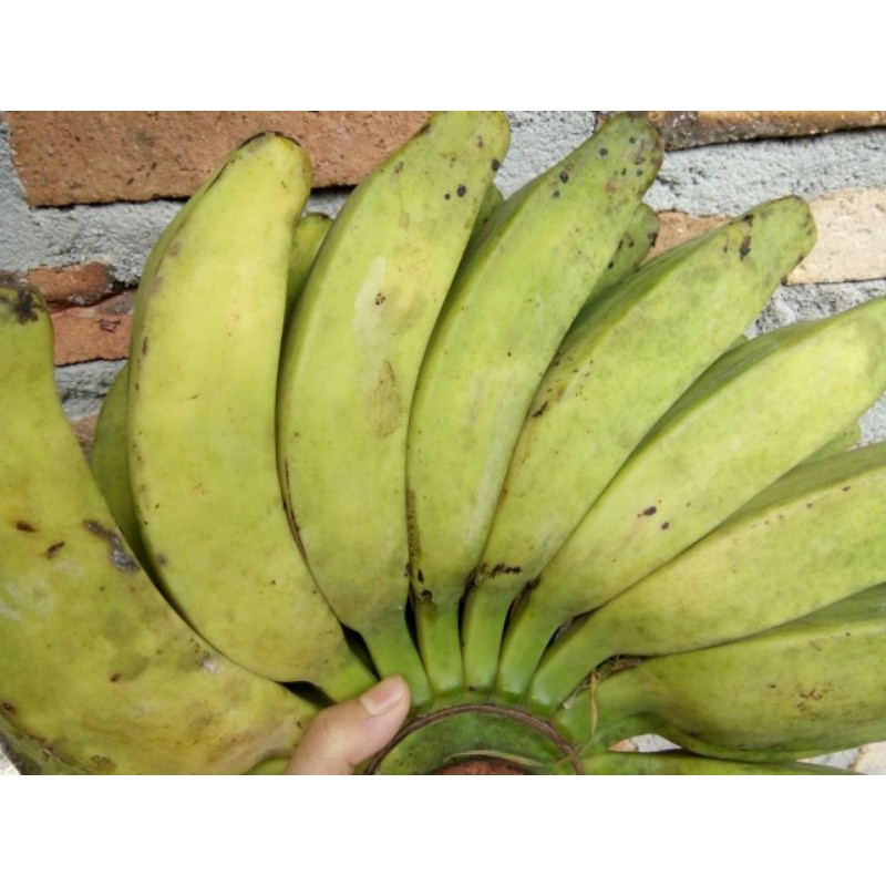 Jual Pisang Kepok Keling | Shopee Indonesia