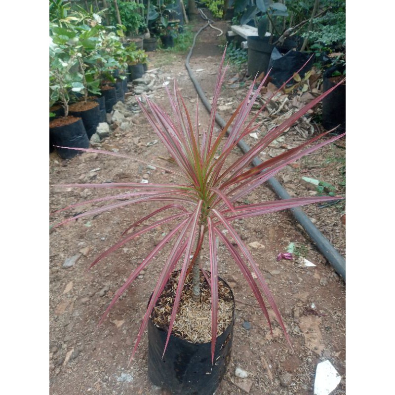 Jual Tanaman Tricolor | Shopee Indonesia