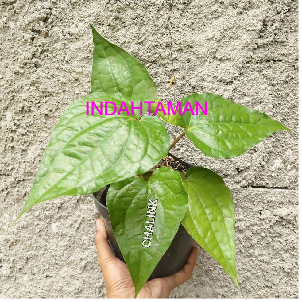 Jual Promo Bibit Tanaman Daun Sirih Hijau Obat Herbal Tanaman Herbal Sirih Tanaman