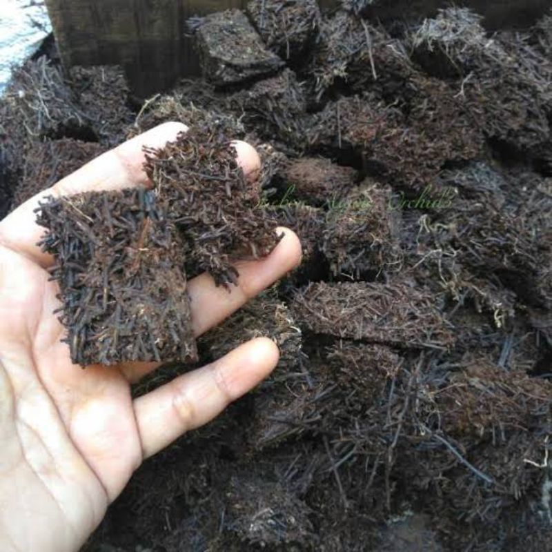 Media Tanam Anggrek Pakis Cacah Balok 1 Kg