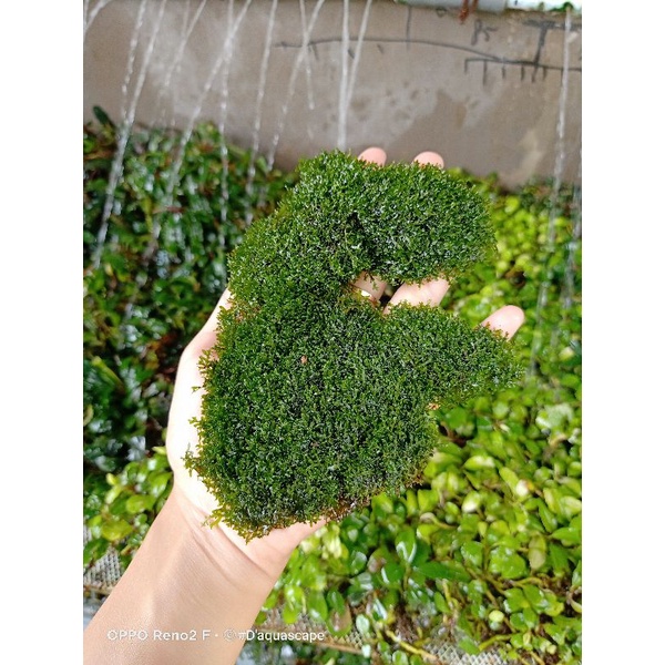 Jual Ricardia Gread A Kualitas Bahan Kontes (Komdisi Daun) | Shopee ...