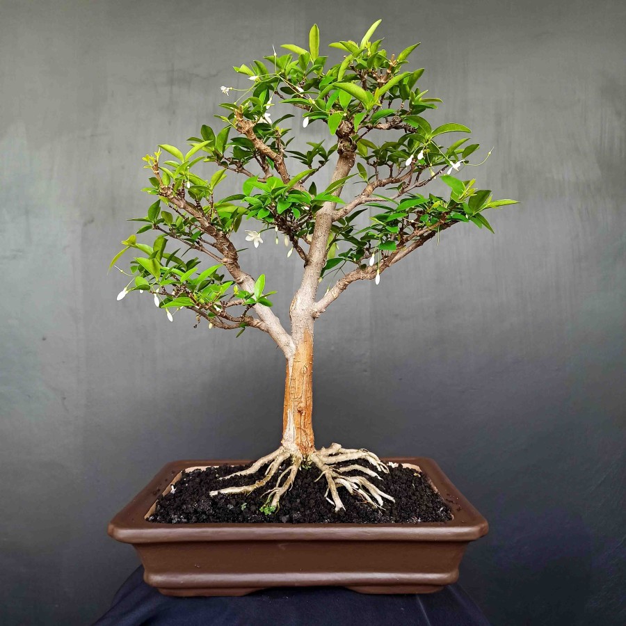 Jual Bonsai Pohon Anting Putri Wrightia Religiosa Berbunga Gaya Natural