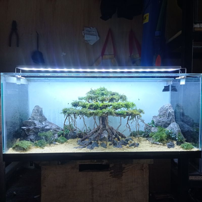 Jual bonsai beringin aquascape murah Shopee Indonesia
