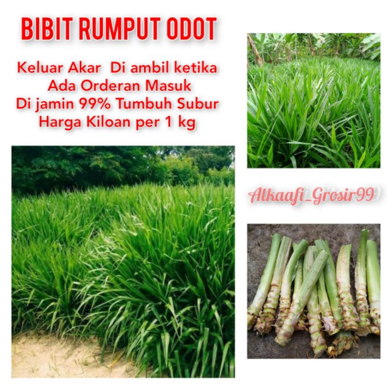 Jual BIBIT RUMPUT ODOT KUALITAS SUPER 1 KG | Shopee Indonesia
