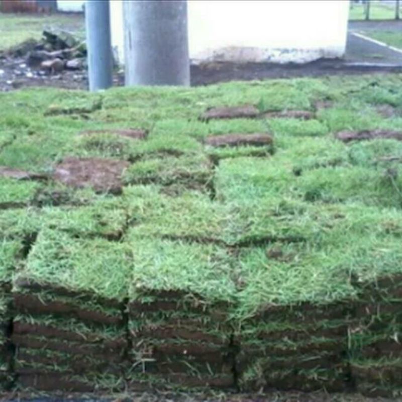 Jual rumput hias rumput jepang rumput taman rumput lapangan rumput ...