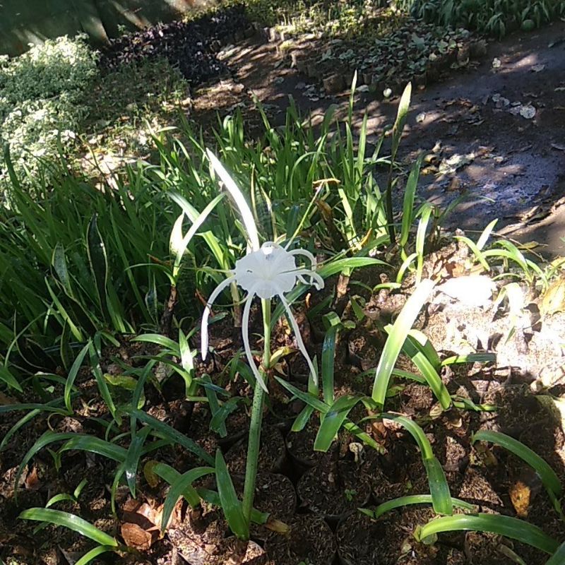 Jual Bunga Bakung Putih Laba-Laba/Bunga Lily Spider | Shopee Indonesia
