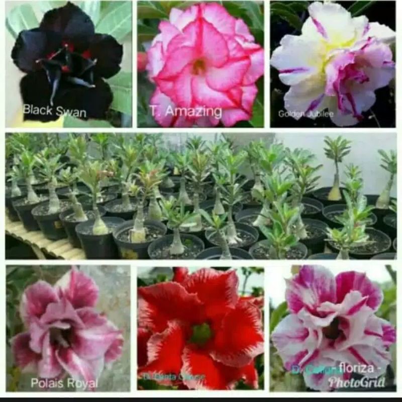 Jual Paket 5 Tanaman Hias Kamboja Adenium Bunga Tumpuk Tanaman