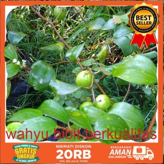 Jual apel putsa udah buah . | Shopee Indonesia