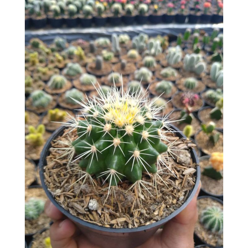 Jual Echinocactus Grusonii Cactus Golden Barrel Atau Kursi Mertua Shopee Indonesia