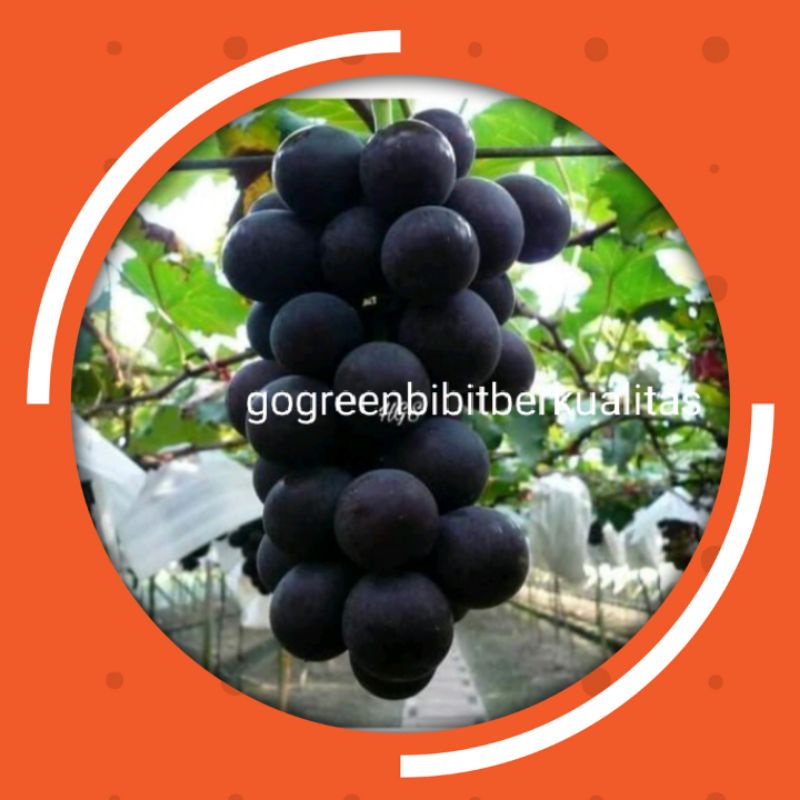 Ori! Bibit Tanaman Buah Anggur Black Jumbo Tanpa Biji Original