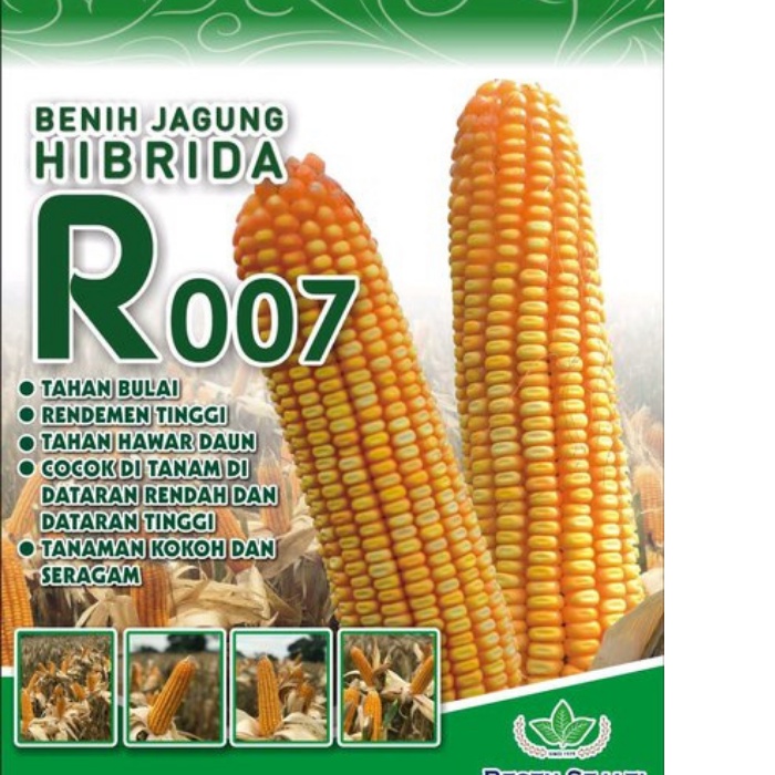 Jual R7 benih jagung hibrida 1kg Raja | Shopee Indonesia