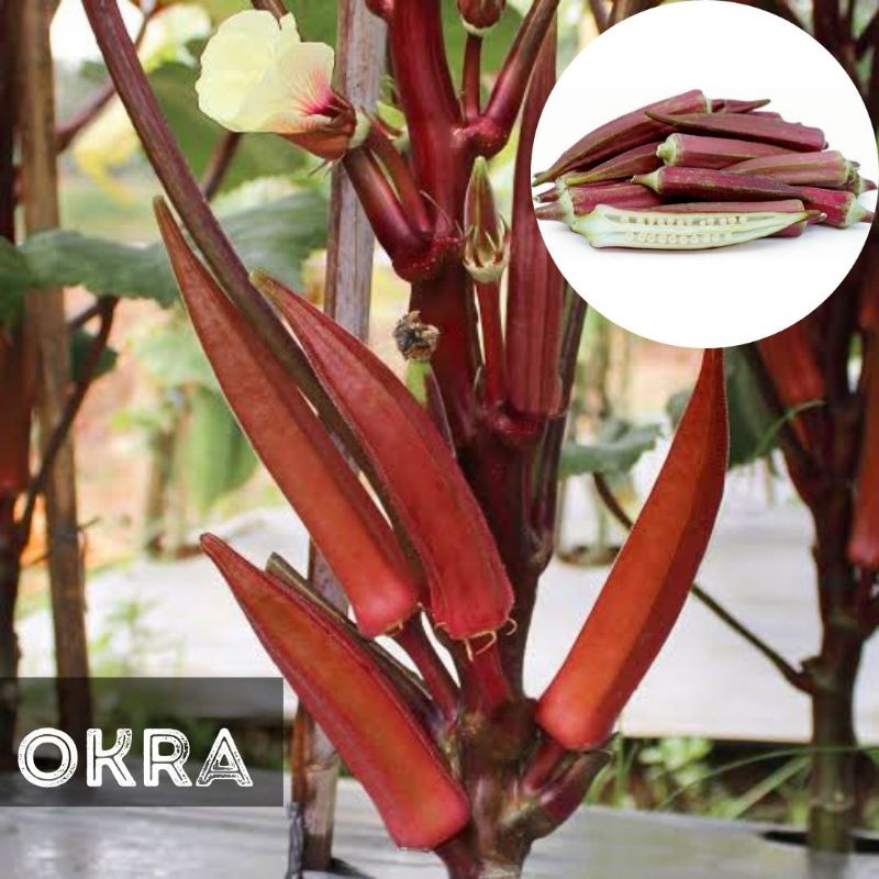 Jual Benih OKRA RED Biji Sayur | Shopee Indonesia