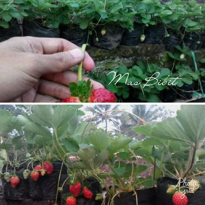 Jual Ide Bibit Tanaman Buah Strawberry Tenar | Shopee Indonesia