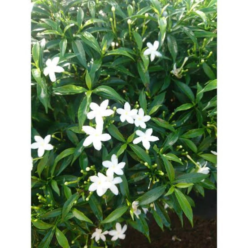 Jual Tanaman Hias Melati Mini / Tanaman Hias Sabrina Sudah Berbunga ...