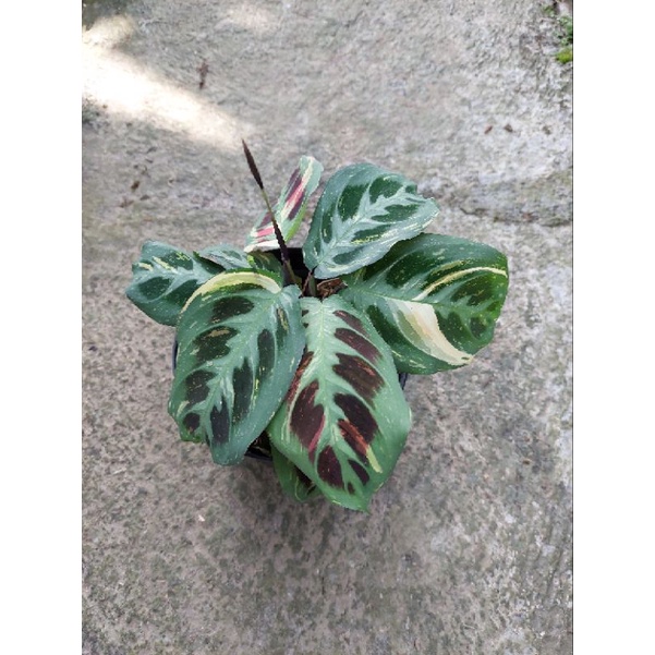 Jual Marantha Leuconeura Variegata | Shopee Indonesia