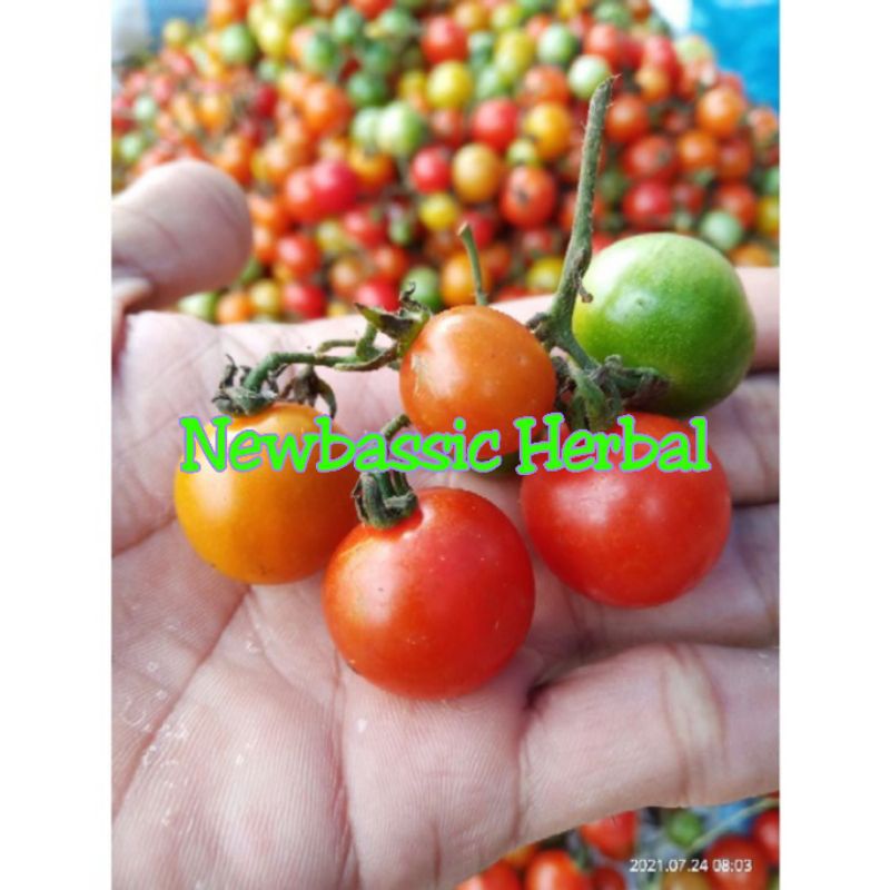 Jual buah rempay atau tomat anggur | Shopee Indonesia