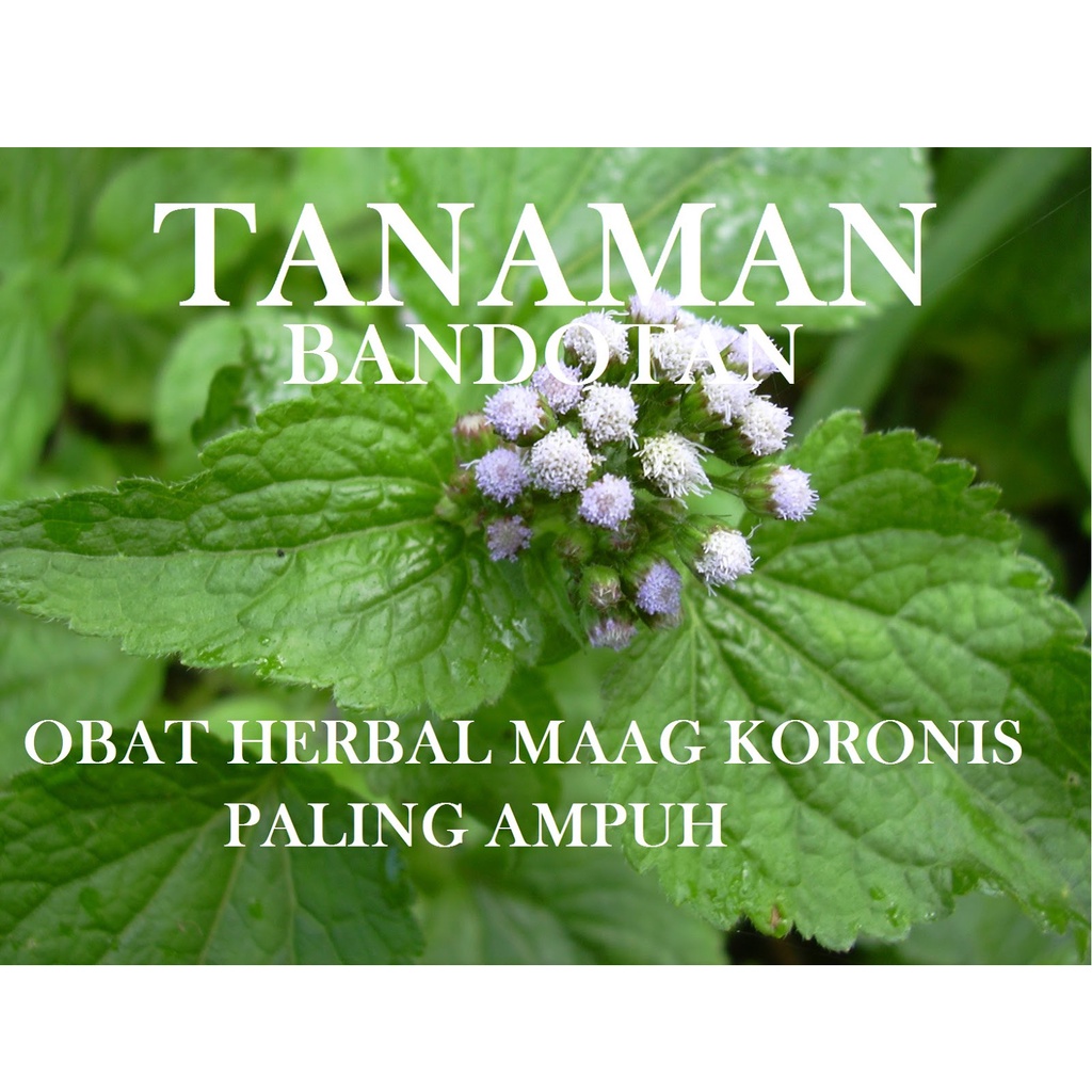 Jual Daun Bandotan Segar Per 500gr Herbal Maag Kanker Tumor Herbal Luka Luar Shopee Indonesia