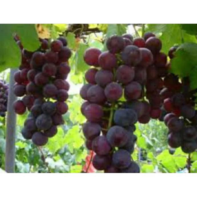 Diskon Bibit Tanaman Buah Anggur Ungu Unggulan
