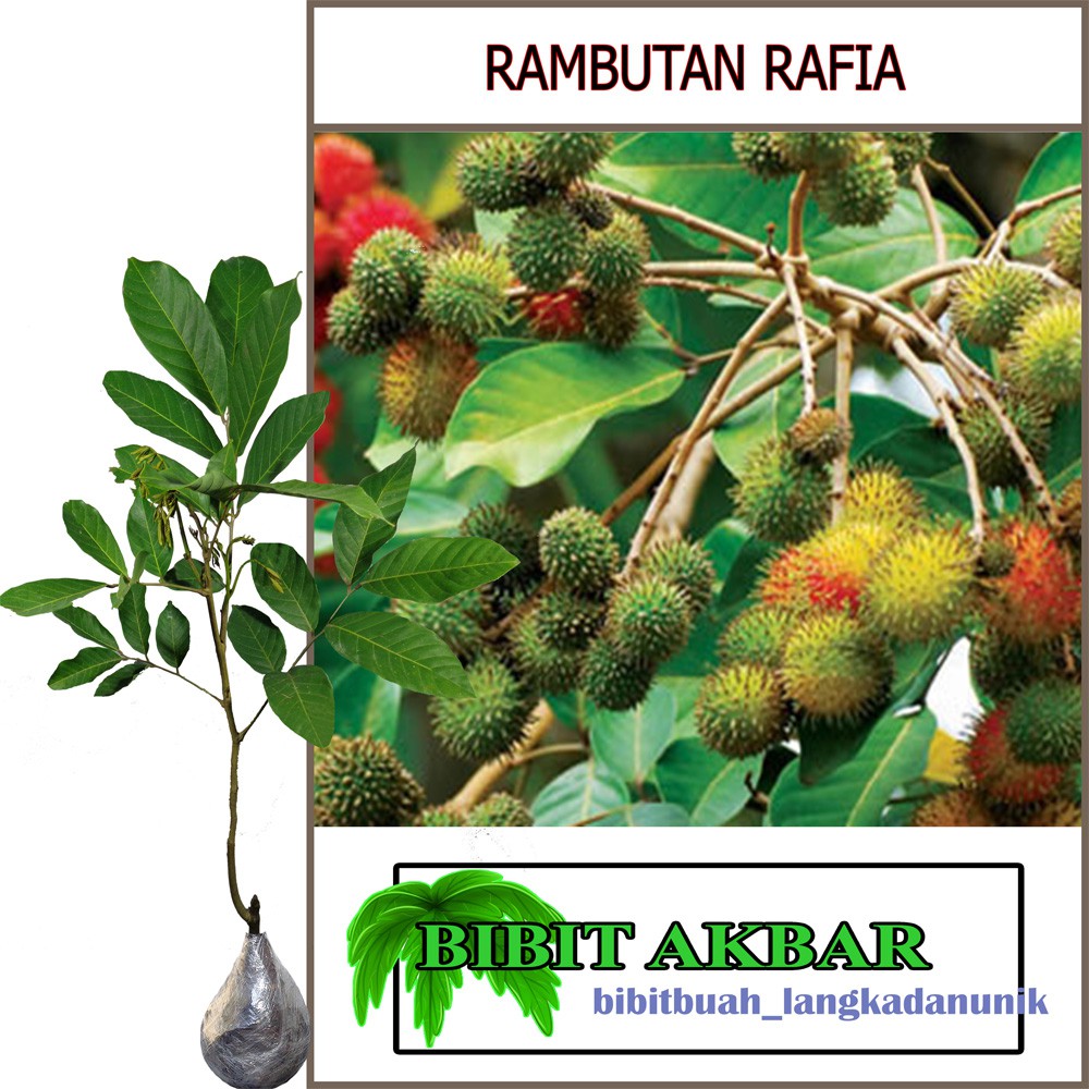 Jual Bibit Rambutan Rafia (Tinggi 60-80 cm) | Shopee Indonesia