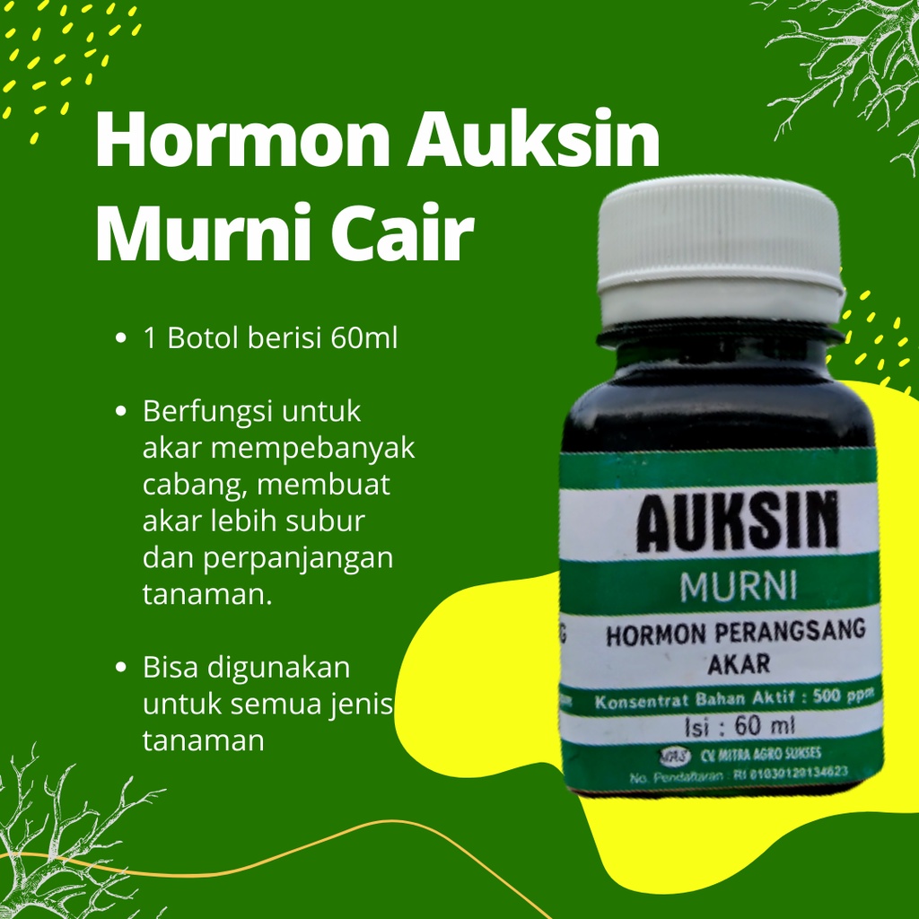 Jual Hormon Auksin Murni Hormon Akar Tanaman Hormon Perangsang Akar ...