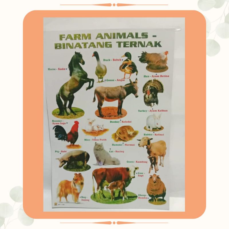Jual TM | POSTER FARM ANIMALS | POSTER BINATANG TERNAK | POSTER EDUKASI