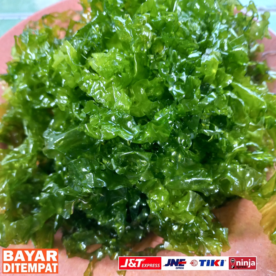 Jual Sayur laut, Rumput Laut, Selada laut | Shopee Indonesia