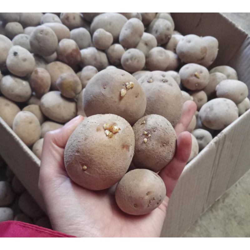 Jual benih kentang G2 granola L / bibit kentang grand L G2 / ukuran MS