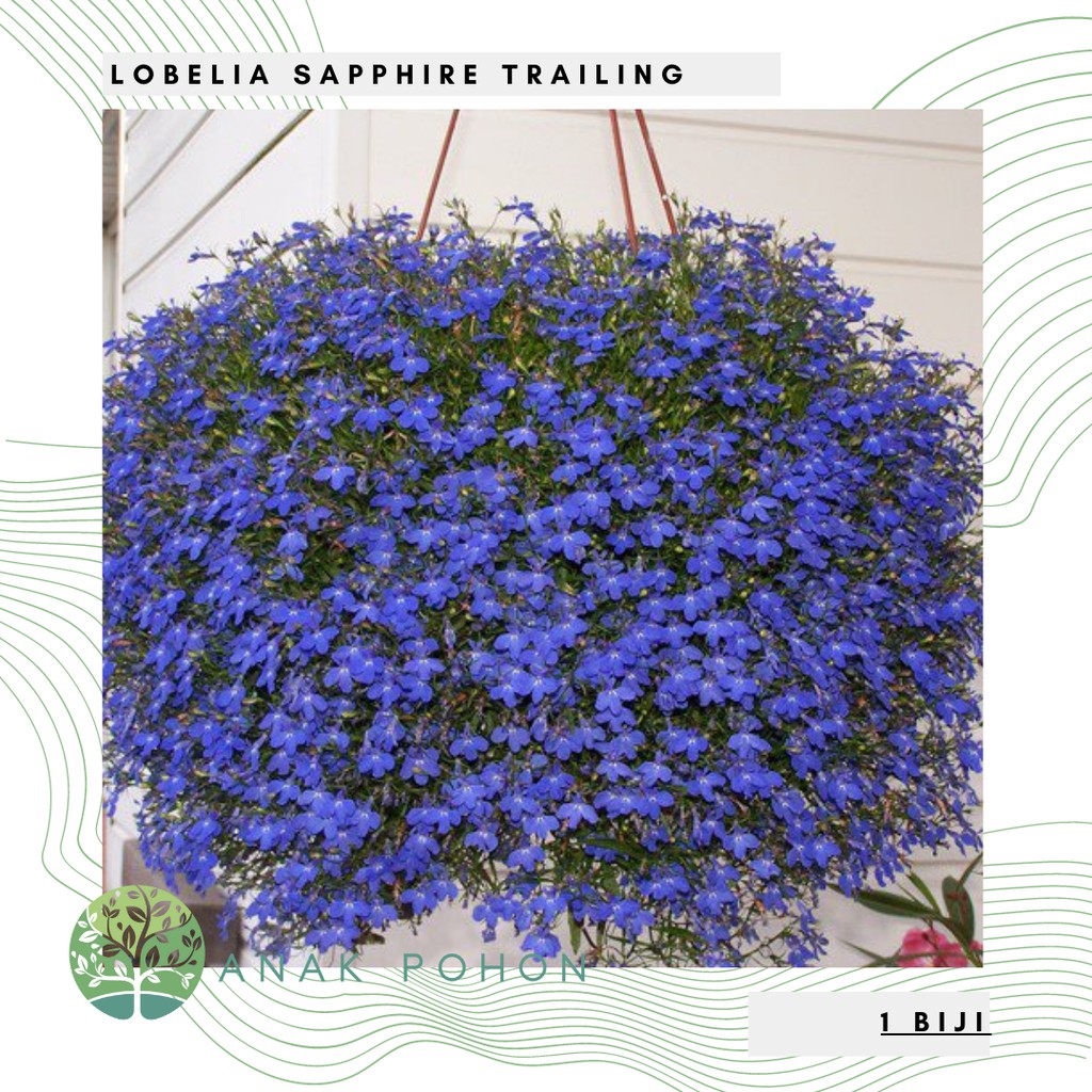 Jual Benih Bibit Biji Bunga Lobelia Blue Sapphire Trailing Flower