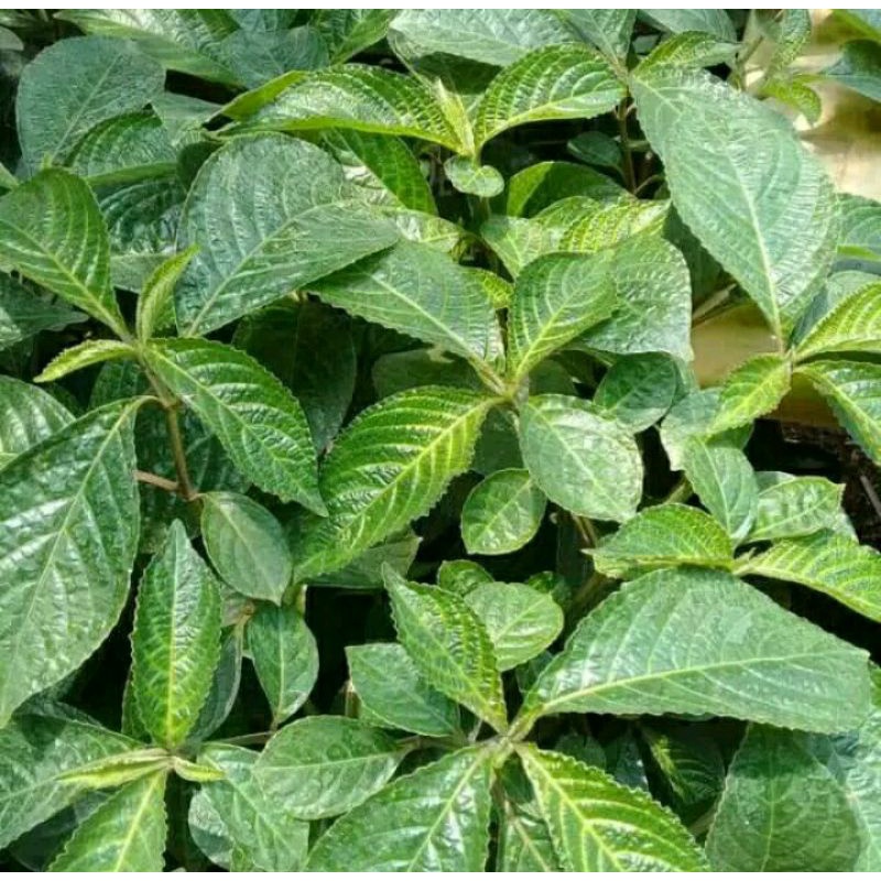 Jual DAUN KEJI BELING PERLEMBAR / PECAH BELING SEGAR | Shopee Indonesia