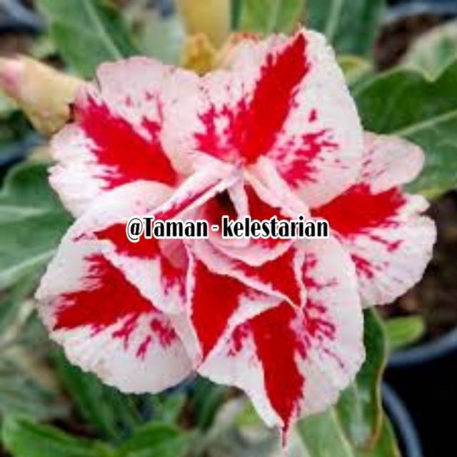 Jual Tanaman hias adenium bunga merah putih - bibit tanaman kamboja ...