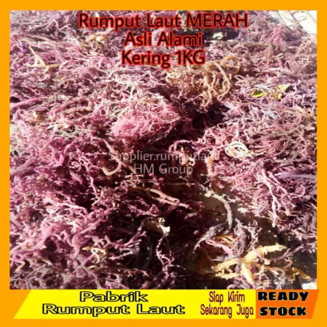 Jual 1kg Rumput Laut Merah, Rumput Laut Untuk Parfum Walet, Obat ...